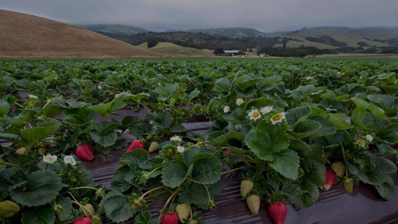 Тара и коррексы